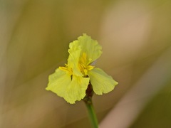 Xyris ambigua