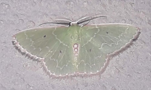 Synchlora concinnaria