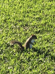 Sciurus carolinensis