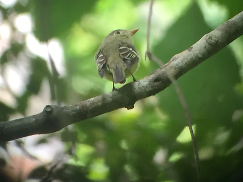 Empidonax flaviventris