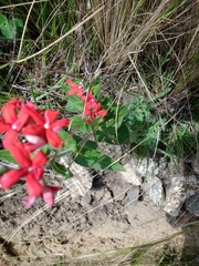Oxypetalum coccineum