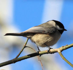 Poecile carolinensis