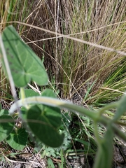 Oxypetalum coccineum