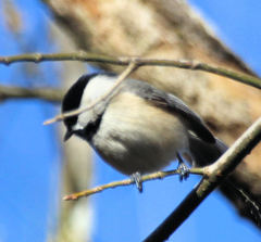 Poecile carolinensis