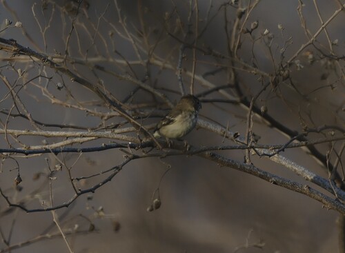 Parrot-billed Seedeater (Sporophila peruviana), photo 8