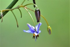 Dianella brevicaulis
