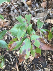Diaporthe kalmiae
