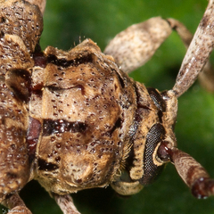 Lagocheirus obsoletus