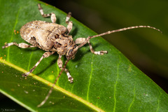 Lagocheirus obsoletus