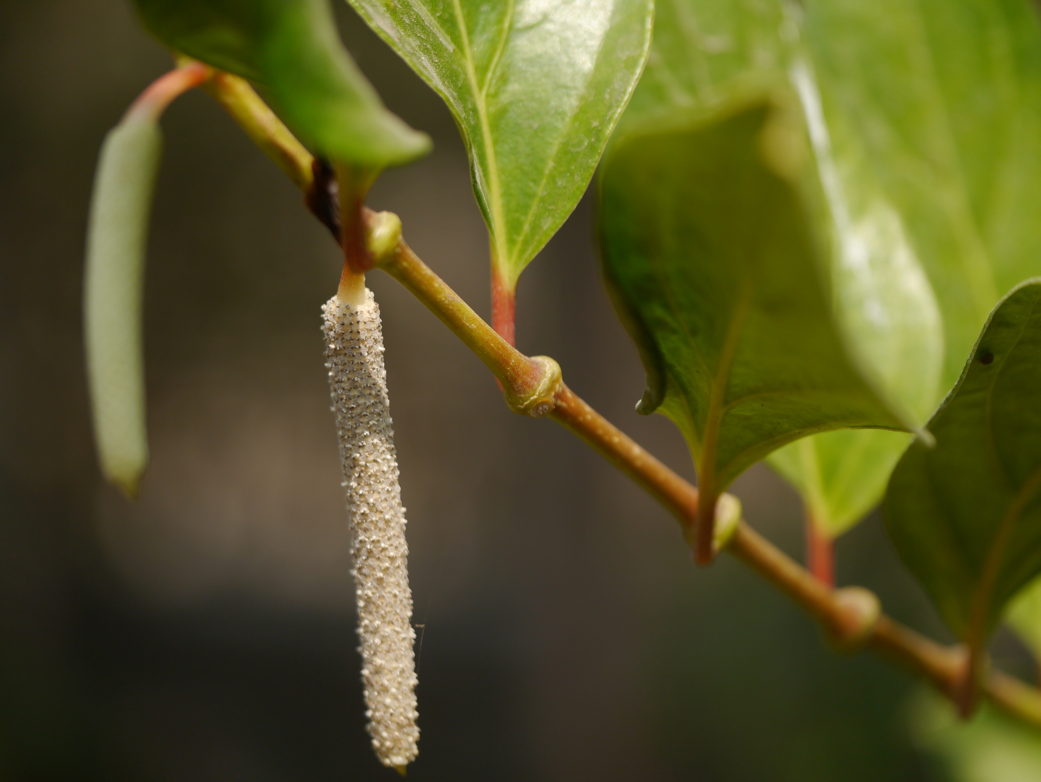 Piper cubeba