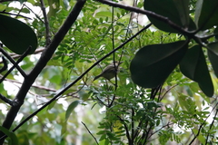 Vireo crassirostris