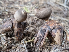 Geastrum fornicatum