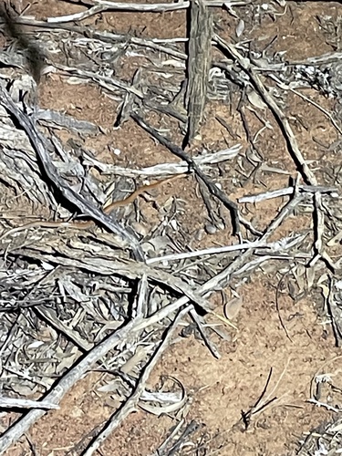 Inland Hooded Snake sighting