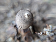 Geastrum fornicatum