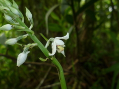 Calanthe calanthoides