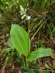 Calanthe calanthoides