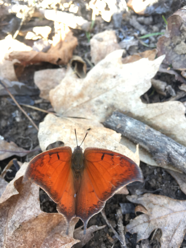 Goatweed Leafwing