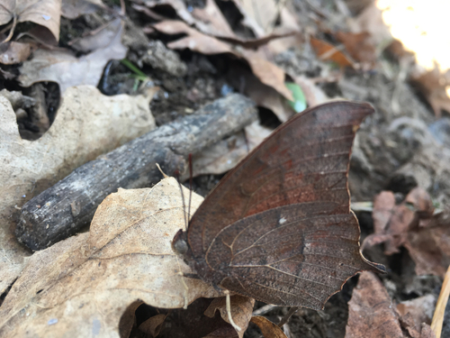 Photo of Goatweed Leafwing (Anaea andria)