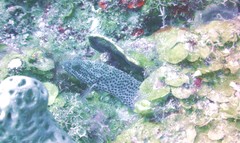 Epinephelidae