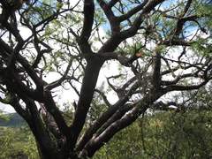 Bursera galeottiana