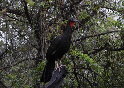 White-winged Guan (Penelope albipennis), photo 4