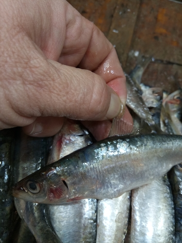 European pilchard balığı