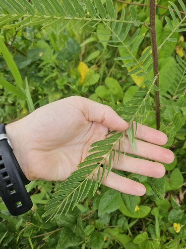 Sesbania sericea observed 2025-10-22