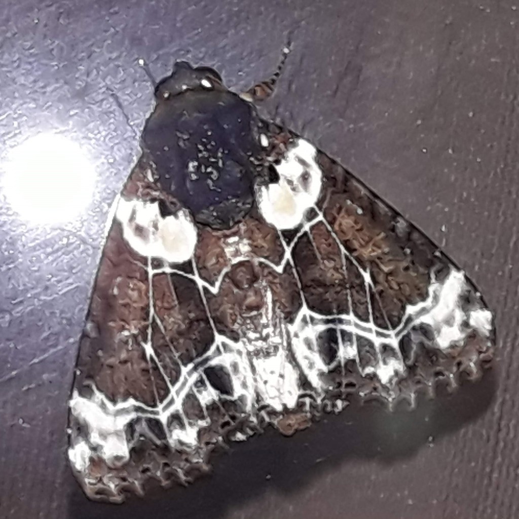 Cropia cedica