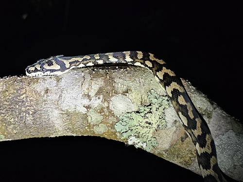 Jungle Carpet Python sighting