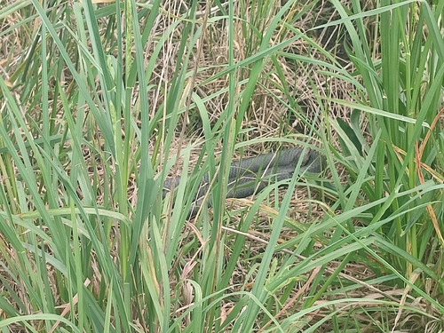 Australian Elapids (inc. Sea Snakes) sighting