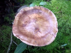 Tricholoma quercetorum