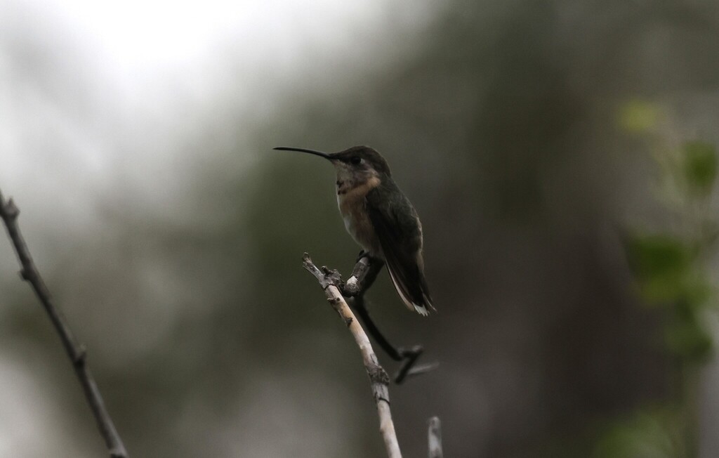 Short-tailed Woodstar