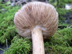 Tricholoma quercetorum