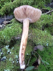 Tricholoma quercetorum