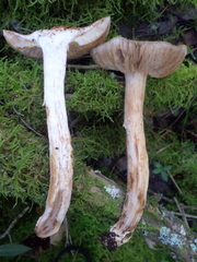 Tricholoma quercetorum