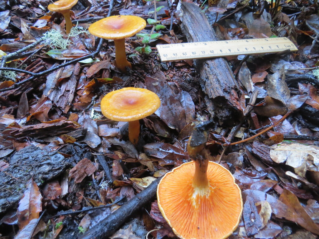 Hygrophoropsis aurantiaca · November 2025 · photo: © garth_harwood (iNaturalist, cc-by)