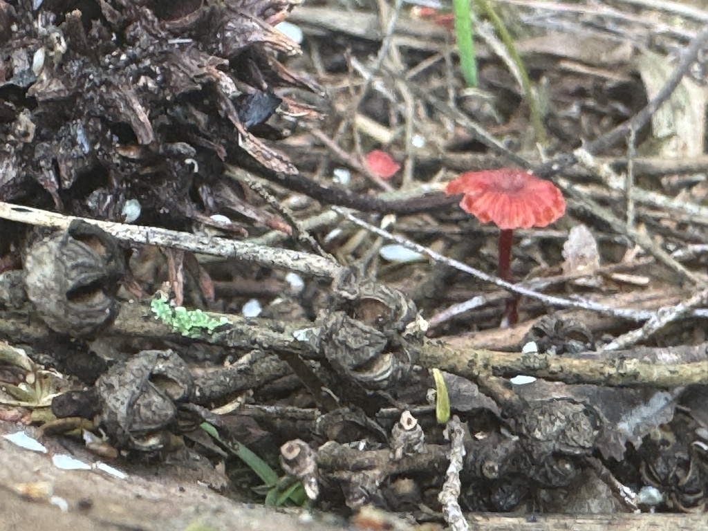 Cruentomycena viscidocruenta · November 2025 · photo: © iandickie (iNaturalist, cc-by)