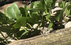 Leiocephalus lunatus