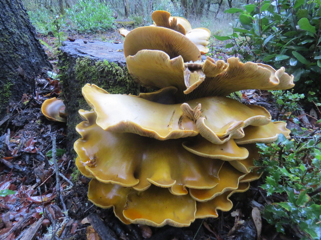 Omphalotus olivascens · November 2025 · photo: © garth_harwood (iNaturalist, cc-by)
