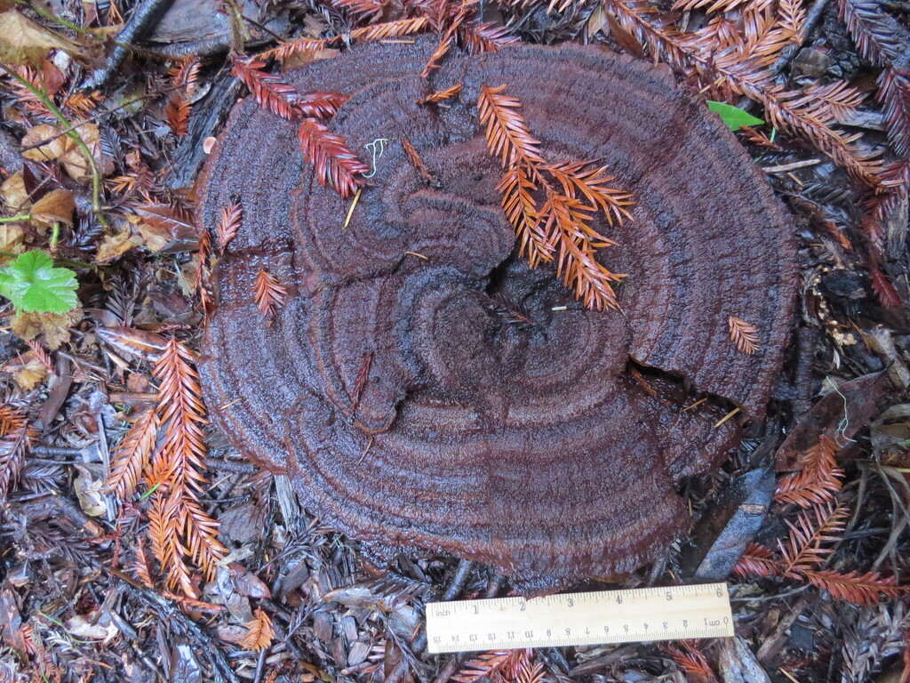 Phaeolus hispidoides · November 2025 · photo: © garth_harwood (iNaturalist, cc-by)