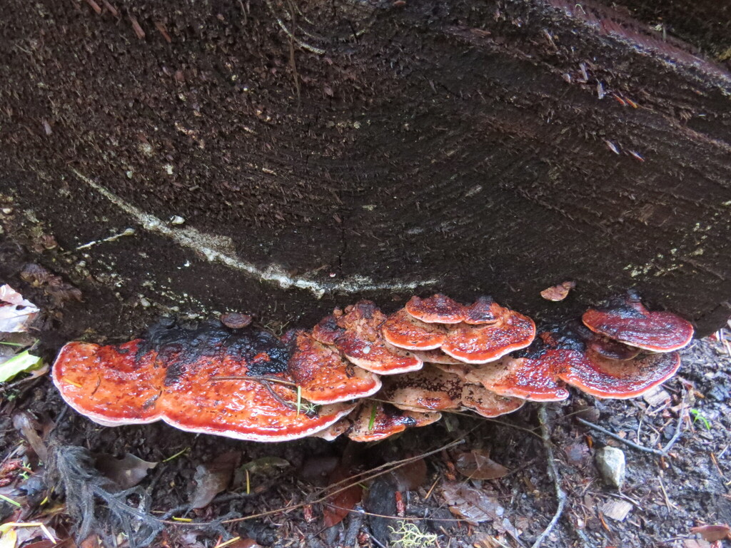 Fomitopsis cajanderi · November 2025 · photo: © garth_harwood (iNaturalist, cc-by)