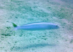 Malacanthus plumieri