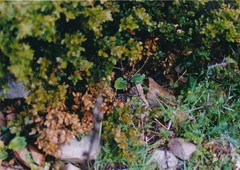Arisarum