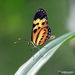 Mariposa Alas de Tigre - Photo (c) Norton Santos, algunos derechos reservados (CC BY-NC), subido por Norton Santos