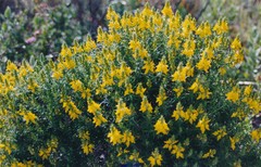 Genista hirsuta