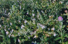 Teucrium fruticans