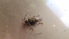 Graphisurus fasciatus