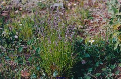 Festuca paniculata