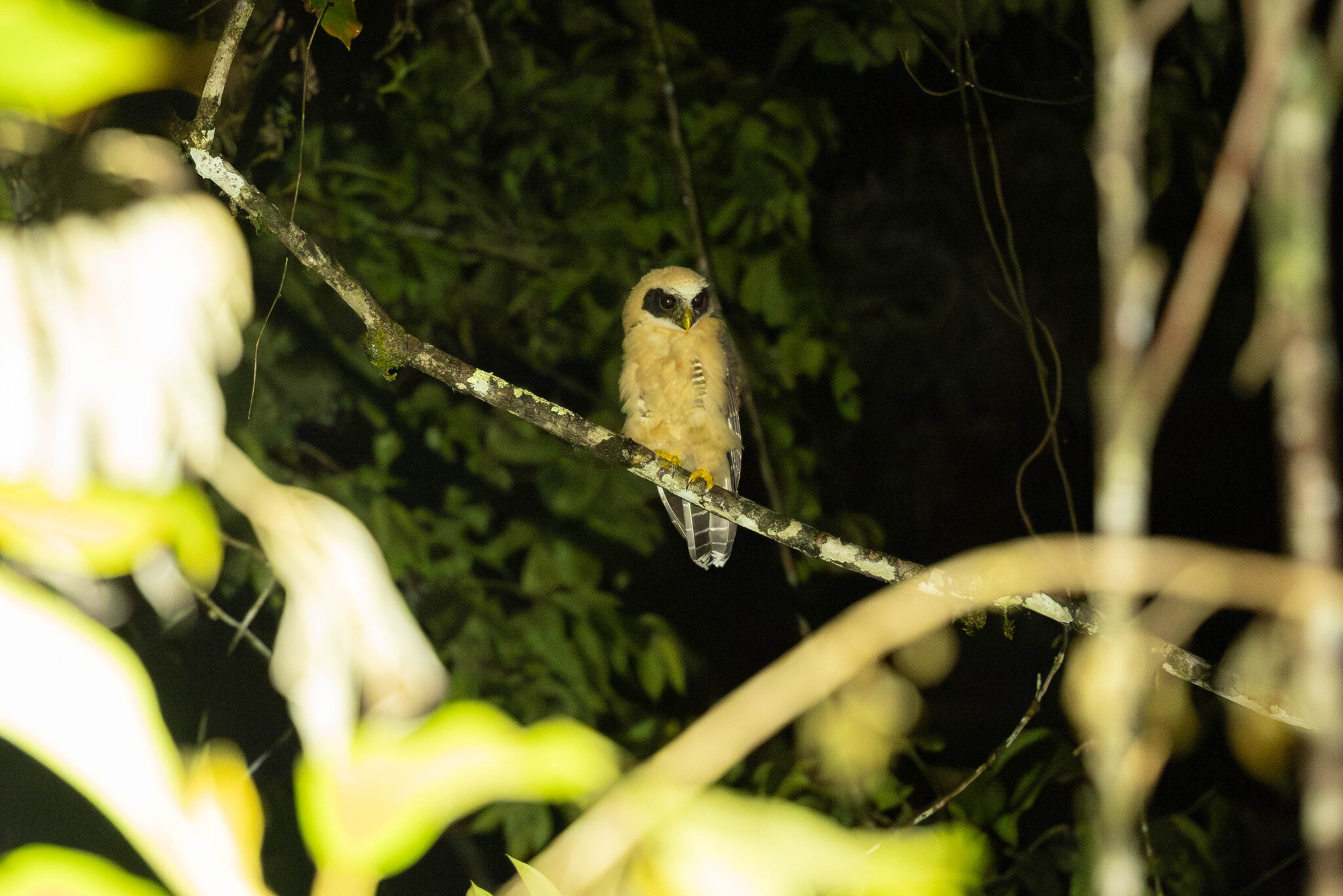 Band-bellied Owl (Pulsatrix melanota), photo 9