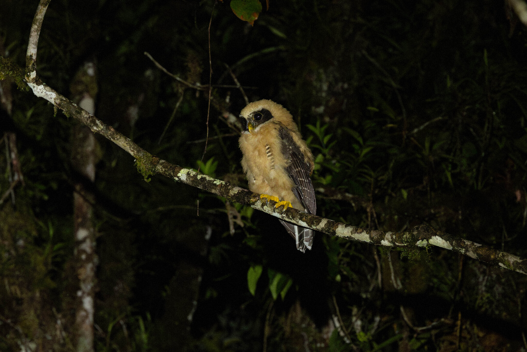 Band-bellied Owl (Pulsatrix melanota), photo 8